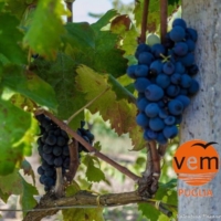 INCONTRI DIVINI:  La Mattina in Cantina con ViaggieMiraggi Puglia