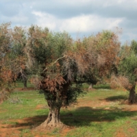 XYLELLA: ANCORA TROPPI DUBBI La Task Force Regionale integri i saperi di base  