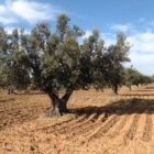 Iniziative O.P Apulia, insieme a Copagri