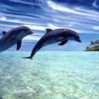 INCONTRO CON LA GESTALT : DAL SINGOLO AL GRUPPO