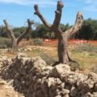 FASANO : SALVIAMO GLI ULIVI DELLA TUPPINA