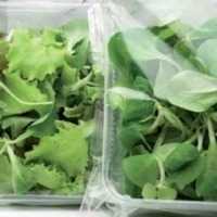 CORSO EUROPEO SU QUALIT� E SICUREZZA DEI PRODOTTI DI IV GAMMA