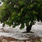 AGRICOLTURA: PUGLIA IN GINOCCHIO
