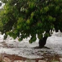 AGRICOLTURA: PUGLIA IN GINOCCHIO