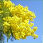 FARE VERDE: NO ALLA STRAGE DELLE MIMOSE