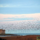 Brindisi:Gli stati generali dell'educazione ambientale
