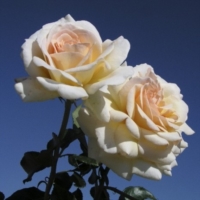 Il Giardino di Melissa