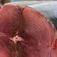 TONNO FRESCO A RISCHIO