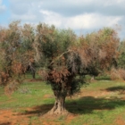 XYLELLA: LA RICERCA SCIENTIFICA BATTE UNA REGIONE PUGLIA INERME E IGNAVA