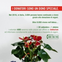 Aido Brindisi - 'Un anthurium per l'informazione