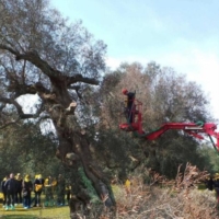 EMERGENZA XYLELLA: ASSEMBLEA SUL �REIMPIANTO� E AL VIA LO SPORTELLO PUBBLICO PER LA CITTADINANZA