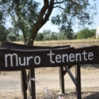 Ultimo weekend In Puglia 365 - Mesagne, Messapi e Carciofi Brindisini