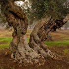 Xylella : vertice tra amministratori comunali e tecnici regionali