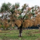 Emergenza Xylella: su iniziativa di Gianfranco Coppola, cinque sindaci chiedono un incontro in Regione