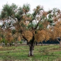 Emergenza Xylella: su iniziativa di Gianfranco Coppola, cinque sindaci chiedono un incontro in Regione