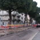 BRINDISI : OGGI RIMOZIONE PINI IN VIALE SAN GIOVANNI BOSCO