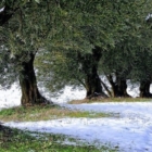 MALTEMPO, UNAPROL: "A RISCHIO 25 MILIONI DI ULIVI