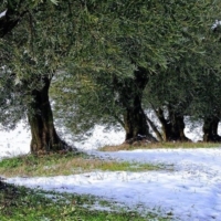 MALTEMPO, UNAPROL: 
