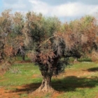 Emergenza Xylella: la dichiarazione di Enzo Lavarra, Presidente del Parco Naturale delle Dune Costiere