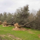 Emergenza Xylella, il Sindaco Coppola formalizza l’invito 
