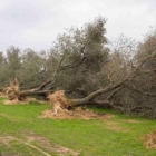 Emergenza Xylella, il Sindaco Coppola formalizza l’invito 