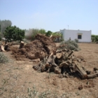 Olivi e Xylella: NON E’ UNA GUERRA!. Basta Mistificazioni