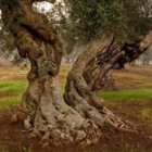  Emergenza Xylella : presidio informativo” che abbia sede a Ostuni. 