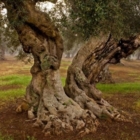 Questione "xylella": richiesta a Consiglieri Regionali