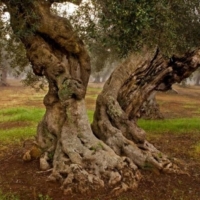 Questione 