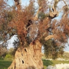 Xylella; Forza Nuova Brindisi si mobilita