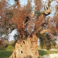 XYLELLA : INCONTRO A BARI
