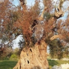 Xylella: presentate oggi a Bari le iniziative di Art.1-Mdp/Leu