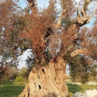 Xylella: presentate oggi a Bari le iniziative di Art.1-Mdp/Leu