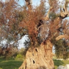 XYLELLA: INDAGINE CONOSCITIVA DELLA COMMISSIONE AGRICOLTURA DELLA CAMERA