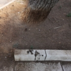 DECORO URBANO : NULLA DI FATTO