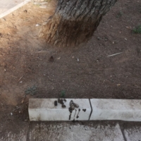 DECORO URBANO : NULLA DI FATTO