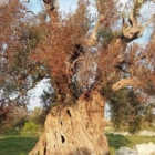 NDAGINE CONOSCITIVA XYLELLA