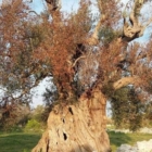 INDAGINE CONOSCITIVA XYLELLA A MONTECITORIO