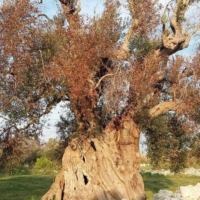 INDAGINE CONOSCITIVA XYLELLA A MONTECITORIO