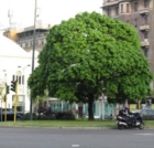 Chi ha paura dell’albero? Prospettive per una gestione possibile del verde in una città che cambia