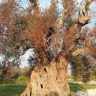 Xylella e dati ufficiali: l'unica emergenza è quella democratica