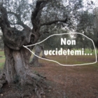 Le proposte del Popolo degli Ulivi