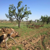 Xylella: 160 ulivi da sradicare in Contrada Mascava in agro di Brindisi, illegittimo