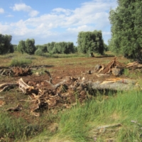 Ulivi secolari abbattuti nel Parco di Serranova:  denuncia dei  No TAP Brindisi