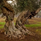 XYLELLA: MARINI (OPEX), LA NUOVA LEGGE MINACCIA AMBIENTE E LEDE DIRITTI UMANI