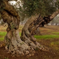STOP AGLI ABBATTIMENTI DI ULIVI SECOLARI  DIFFIDA contro l'Osservatorio Fitosanitario