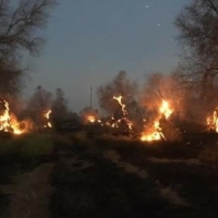 ULIVI SECOLARI DI PUGLIA DATI ALLE FIAMME�