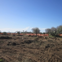 Torchiarolo: Gasdotto SNAM:  il 90% degli ulivi distrutti per xylella?