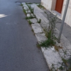 ERBA DI CASA MIA