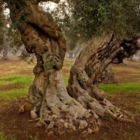 Xylella: I dati degli ultimi monitoraggi smentiscono l’idea dell’epidemia